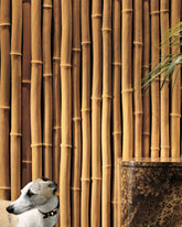 Bamboo -  | Citco