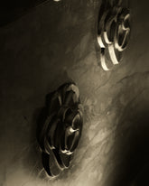 Camelia -  | Citco